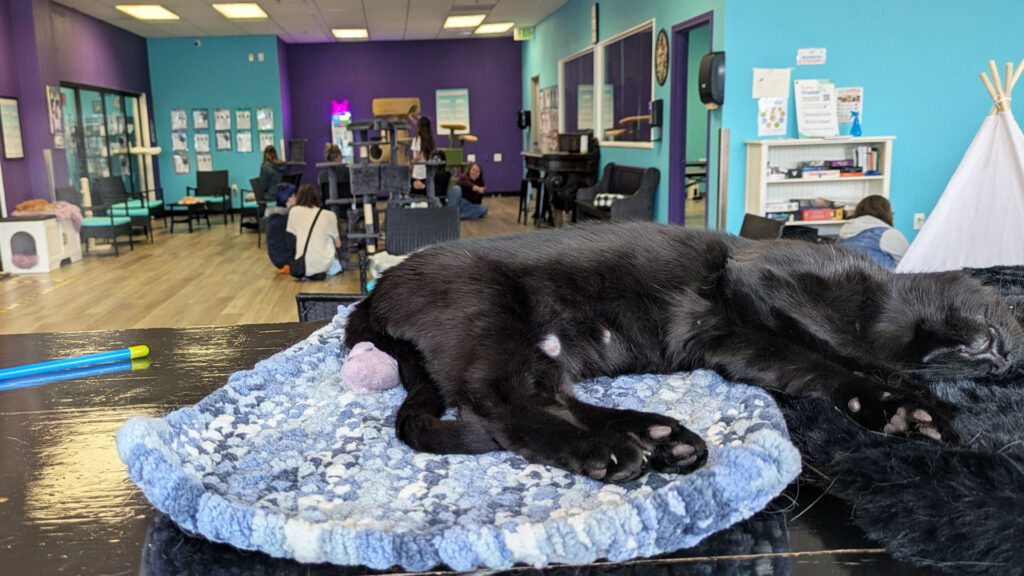 sleeping cat at Vancouver's new cat cafe.