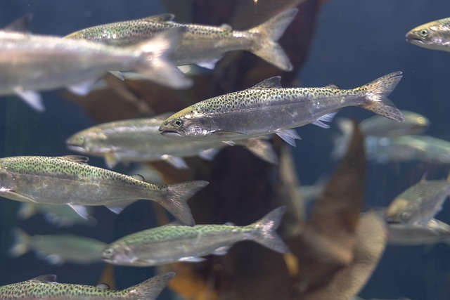 Family-Friendly Hatchery Salmon Talk